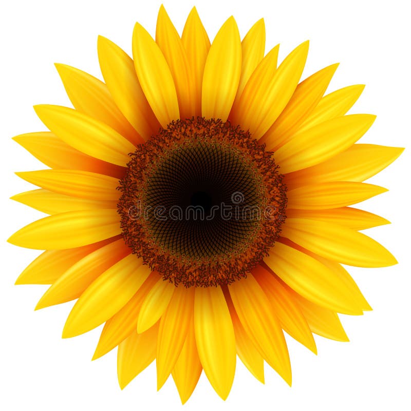 Słonecznikowy kwiat odizolowywający