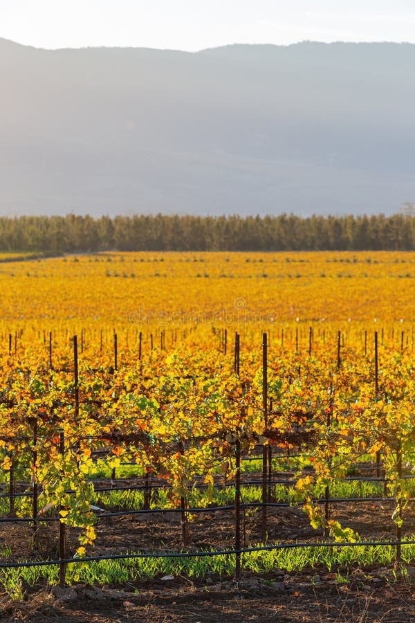 Sunny view of the vineyard landscape of Salinas Valley at California. Sunny view of the vineyard landscape of Salinas Valley at California