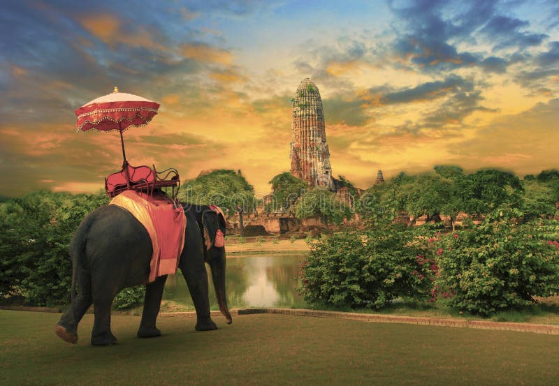 Słonia opatrunek z tajlandzkimi królestwo tradyci akcesoriami stoi przed starą pagodą w Ayuthaya światowego dziedzictwa miejsca u