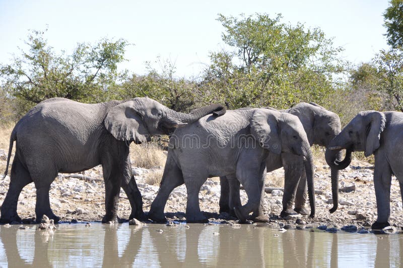 Słonie przy Halali waterhole w Etosha niecce zdjęcie royalty free Słonie przy Halali waterhole w Etosha niecce zdjęcie royalty free