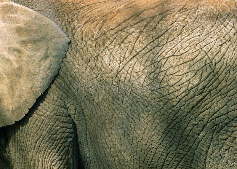 Close up skin texture of an elephant. Close up skin texture of an elephant