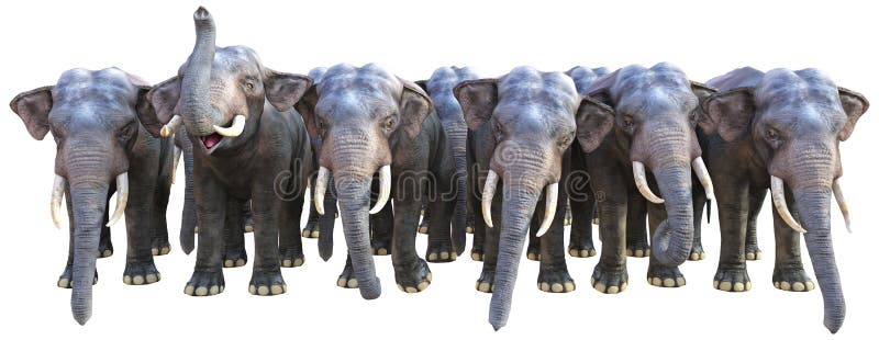 Illustration of a herd of Indian elephants. Each elephant is facing the camera. isolated on white. Illustration of a herd of Indian elephants. Each elephant is facing the camera. isolated on white.
