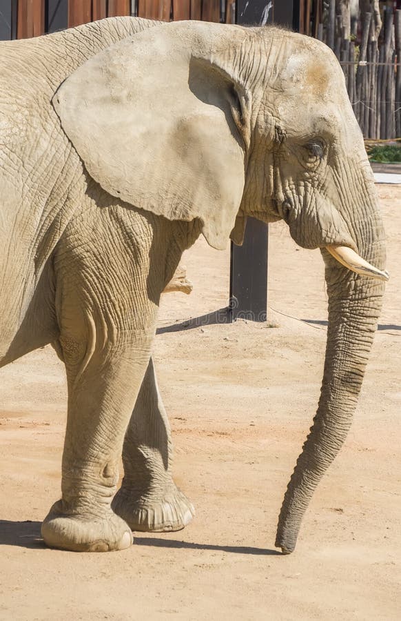 Słoń zostaje spokojny, Elephantidae obraz royalty free Słoń zostaje spokojny, Elephantidae obraz royalty free