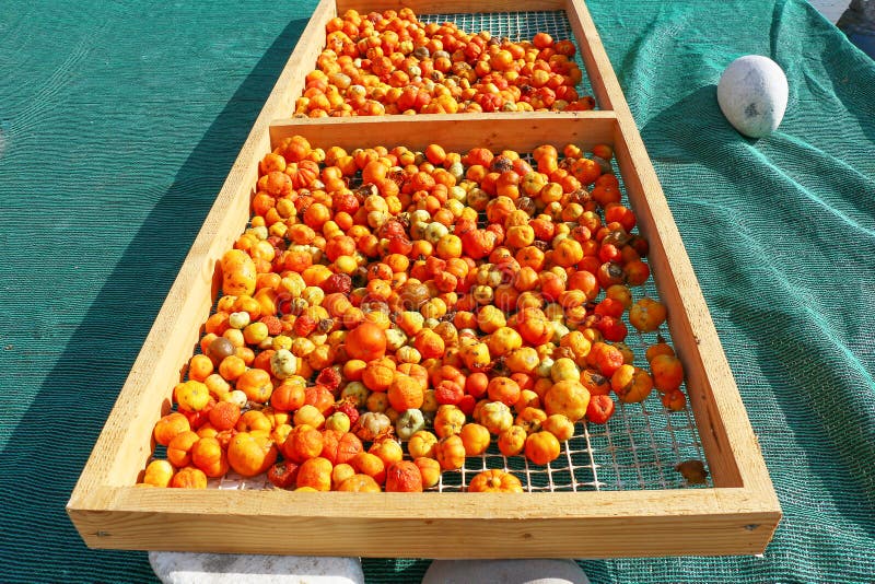 Suszone pomidory zdjęcie royalty free
