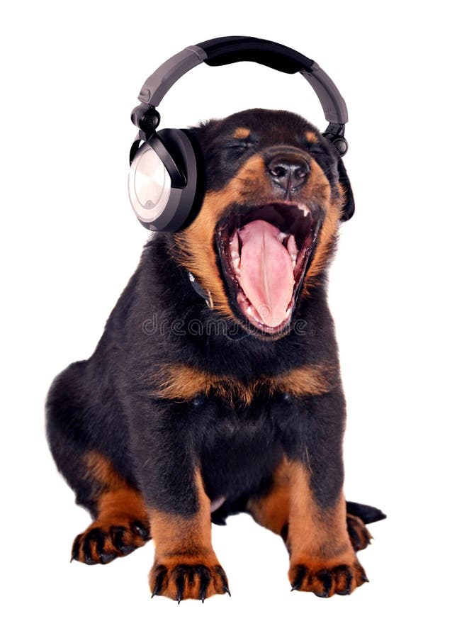 Little dog with black headphones. Little dog with black headphones