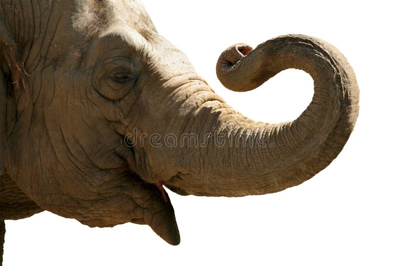 Tete D Elephant Image Stock Image Du Isolement Sauvage 1025