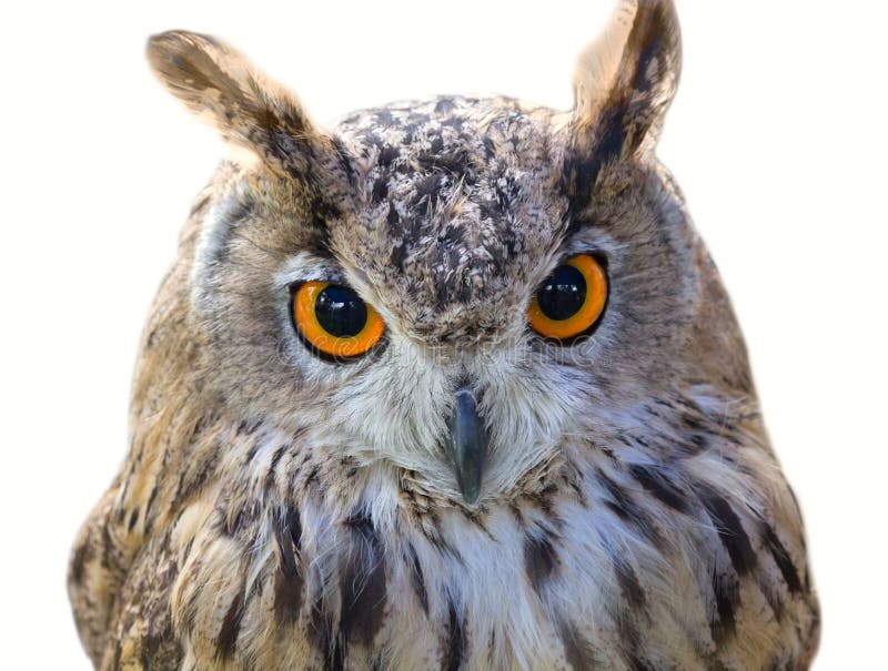 photographie stock tête d oiseau de hibou image