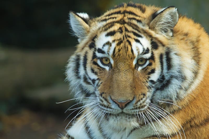 Siberian Tiger Portrait. Aggressive Stare Face Meaning Danger for the Prey  Foto de Stock - Imagem de animal, risco: 148370096