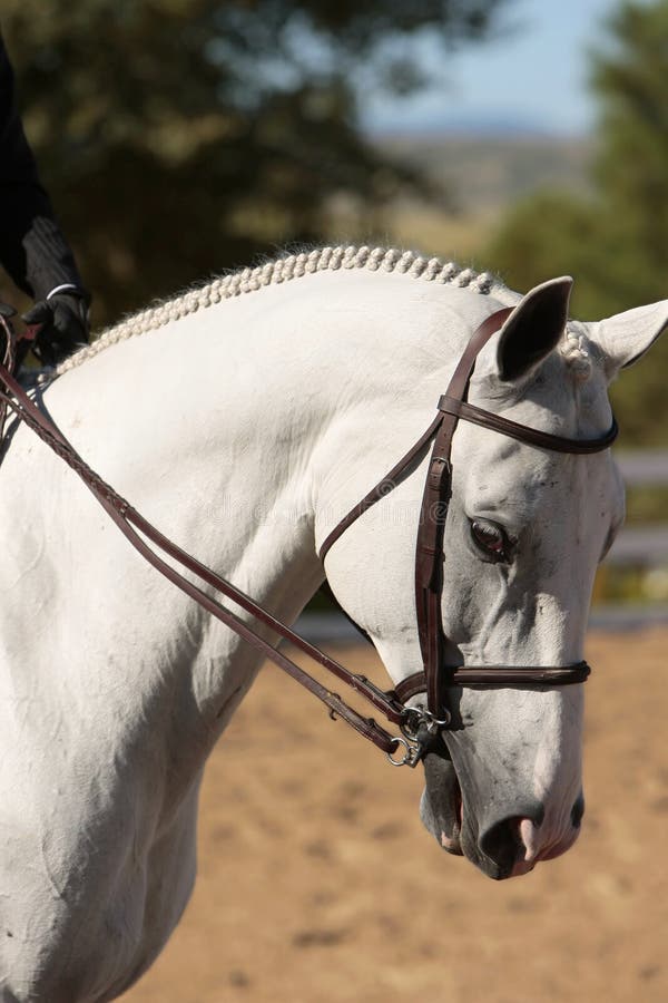 Une photo de tête d'un beau cheval skewbald dans une tête de col en cuir  Photo Stock - Alamy