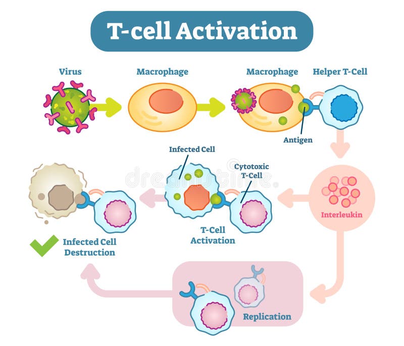 T-cell aktiveringsdiagram, vektorintrigillustration stock illustrationer T-cell aktiveringsdiagram, vektorintrigillustration stock illustrationer