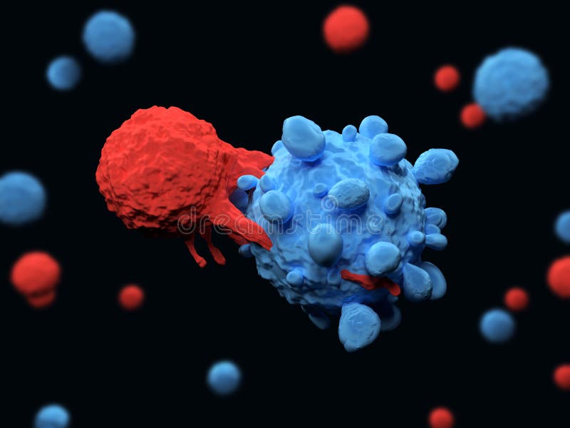 T cell attacks a cancer cell stock illustration