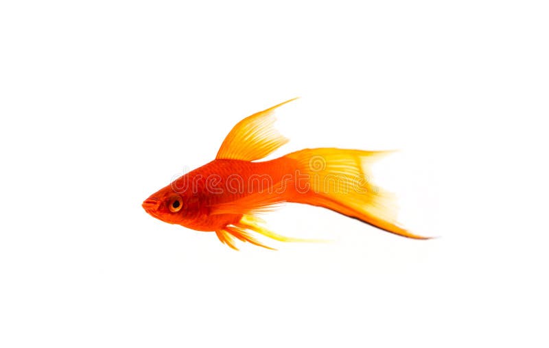 t?a goldfish odosobniony biel Mała czerwieni ryba na białym tle fotografia royalty free t?a goldfish odosobniony biel Mała czerwieni ryba na białym tle fotografia royalty free