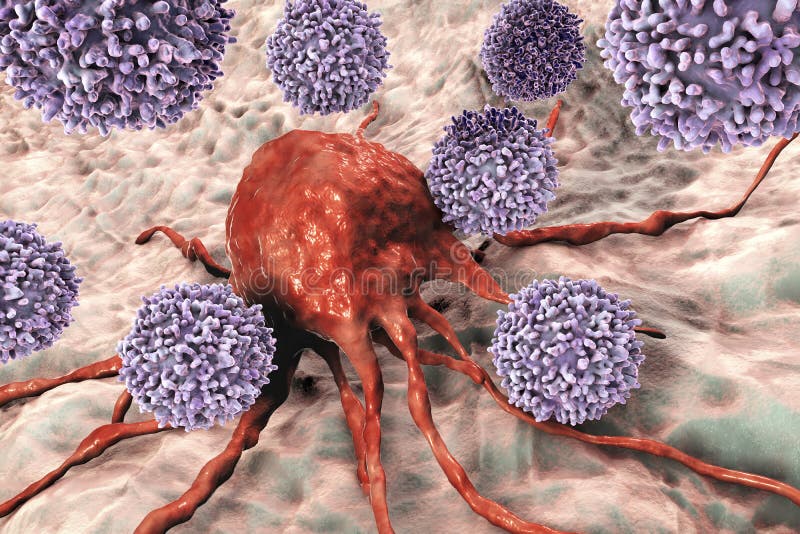 T-Lymphozyten, die Krebszelle in Angriff nehmen
