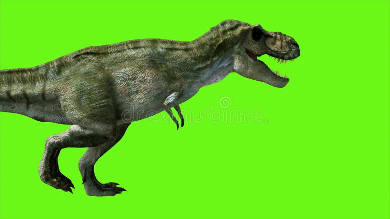 Angry T-Rex dinosaur runs in a looping s, Stock Video