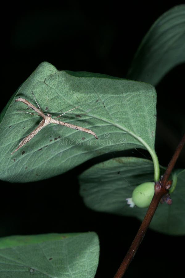 T shaped moth stock photo