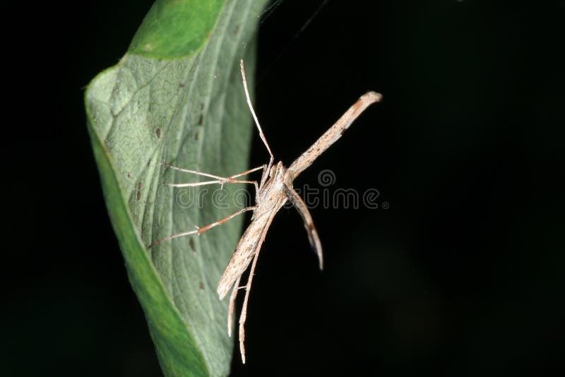 T shaped moth camouflage stock photography