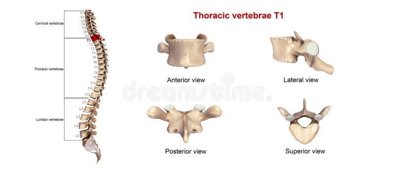 The thoracic vertebrae are a group of twelve small bones that form the vertebral spine in the upper trunk. Thoracic vertebrae are unique among the bones of the spine in that they are the only vertebrae that support ribs and have overlapping spinous processes. The thoracic vertebrae are a group of twelve small bones that form the vertebral spine in the upper trunk. Thoracic vertebrae are unique among the bones of the spine in that they are the only vertebrae that support ribs and have overlapping spinous processes.