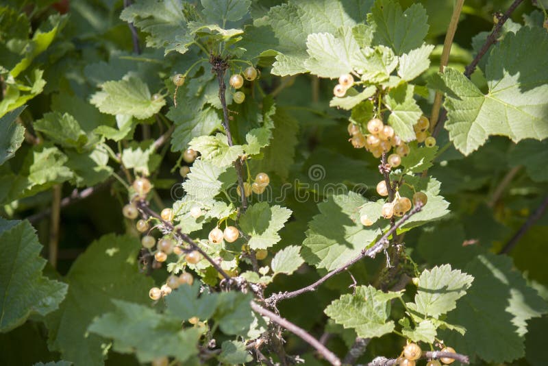 t?t vinb?rred f?r bakgrund upp Mogen n?rbild f?r r?da vinb?r som bakgrund Skörd av mogna bär för röd vinbär Grupp av röda vinbär royaltyfri bild t?t vinb?rred f?r bakgrund upp Mogen n?rbild f?r r?da vinb?r som bakgrund Skörd av mogna bär för röd vinbär Grupp av röda vinbär royaltyfri bild