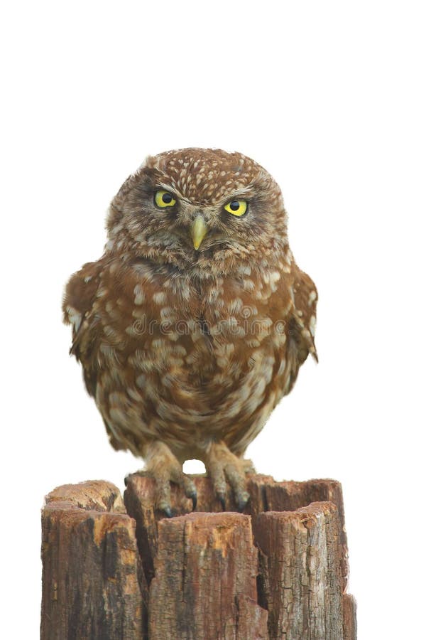 The little owl Athene noctua sitting at stake. Little owl isolated in white background. The little owl Athene noctua sitting at stake. Little owl isolated in white background.