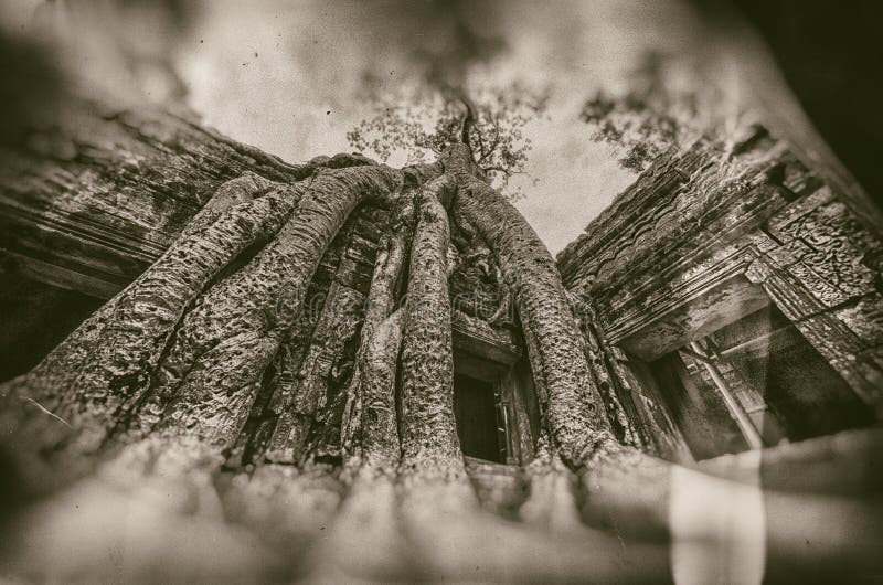 Ta prohm temptäckt av trädrötter angkor wat cambodia. royaltyfria bilder