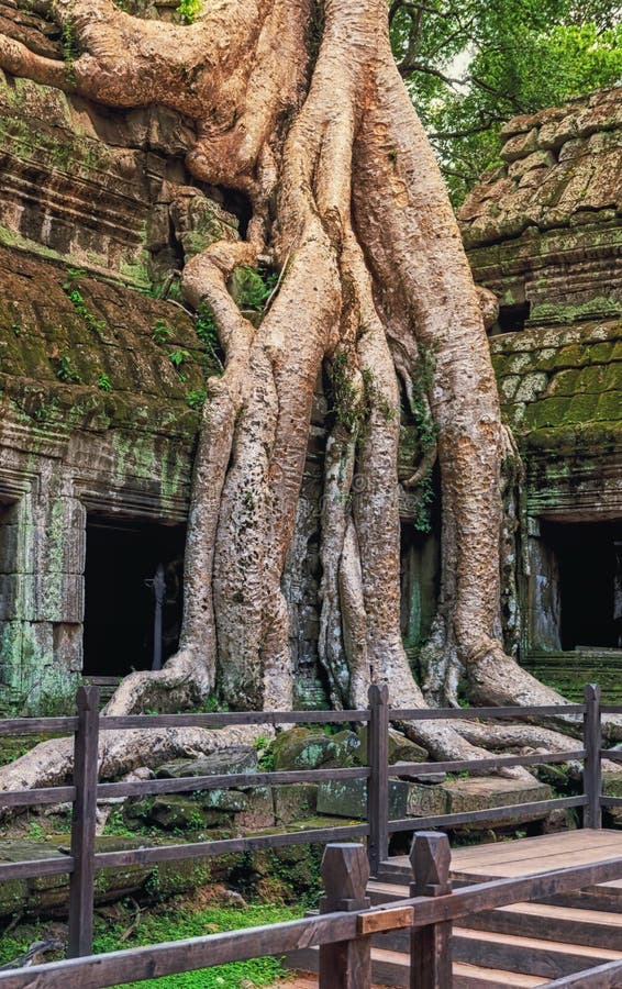 Ta prohm temptäckt av trädrötter angkor wat cambodia fotografering för bildbyråer