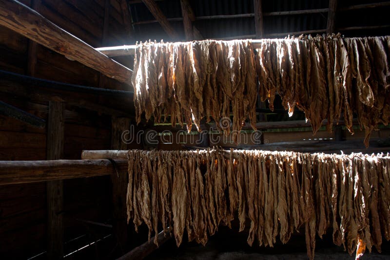 Tabaco cubano fotos de stock Tabaco cubano fotos de stock