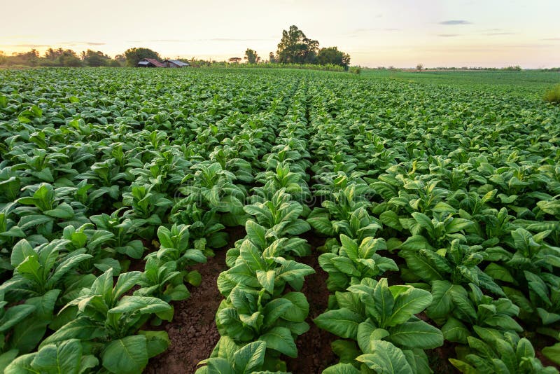 Tabaczny pole, Tabaczny duży liść upraw dorośnięcie w tabacznym plantacji polu