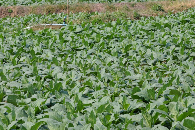 Tabakbauernhof lizenzfreie stockfotos Tabakbauernhof lizenzfreie stockfotos