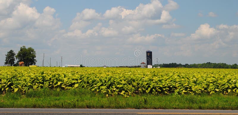 Tabaksgebied met Blauwe Silo stock fotografie Tabaksgebied met Blauwe Silo stock fotografie