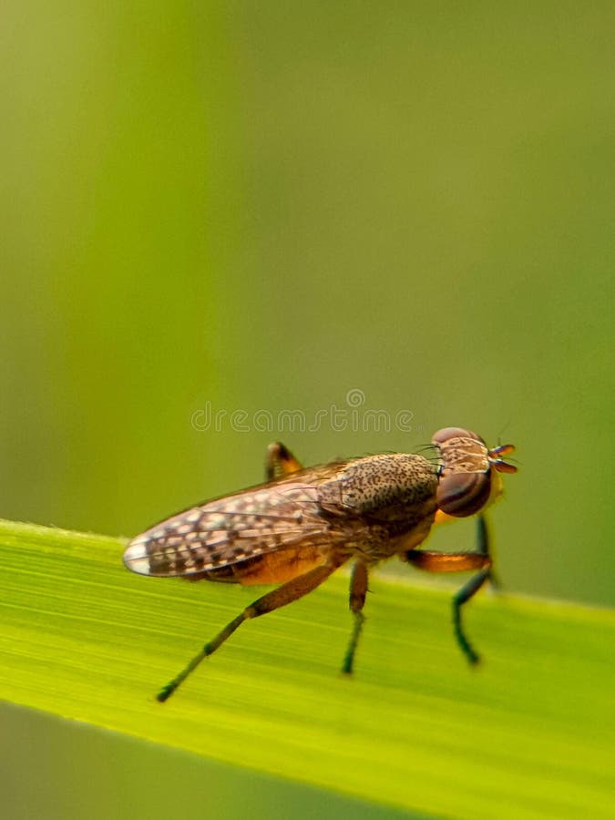 Tabanidae. Chiusura dettagliata di un insetto con ali a struttura. fotografia stock libera da diritti