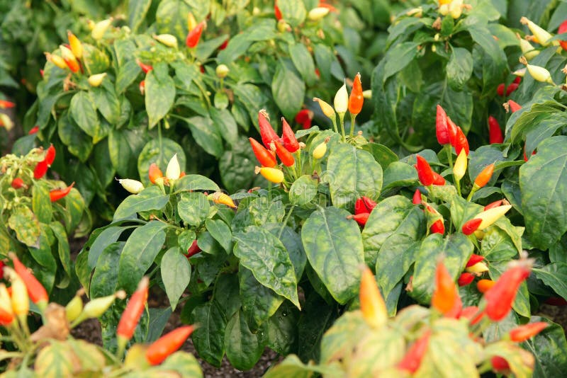 Tabasco pepper