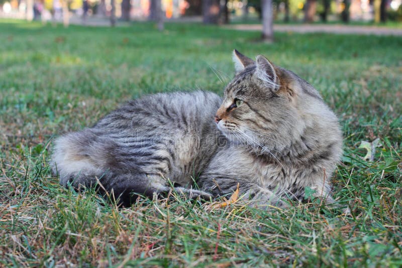 Кот tabby красивого чистоплеменного енота Мейна серый лежа в темно-зеленой траве стоковая фотография rf Кот tabby красивого чистоплеменного енота Мейна серый лежа в темно-зеленой траве стоковая фотография rf