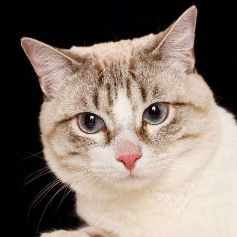 Sphynx Hairless Cat stock photo. Image of head, sphynx - 17658062