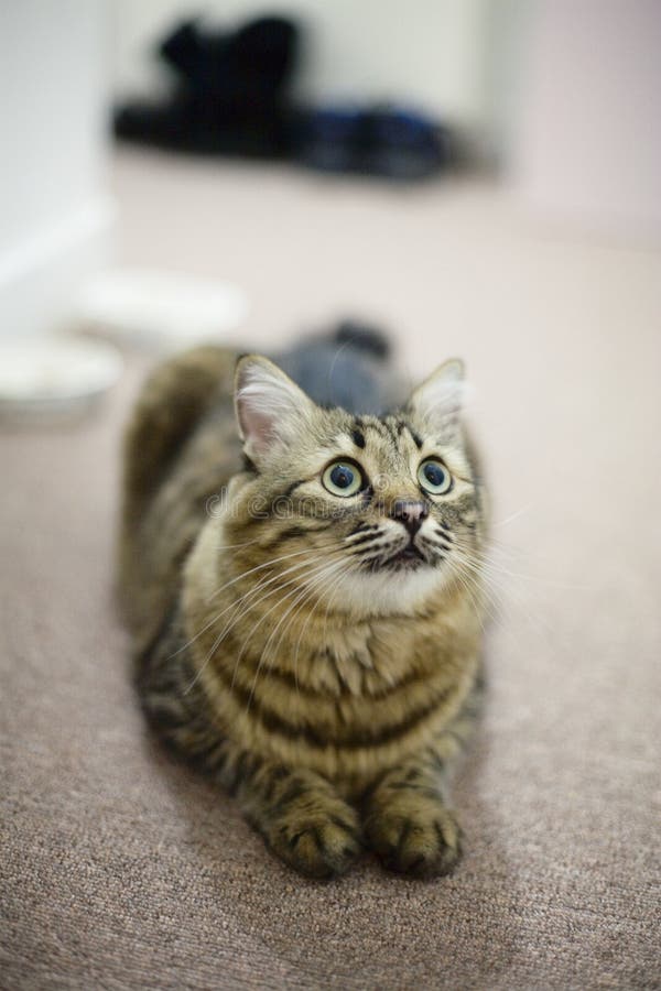 Tabby adult cat royalty free stock photo