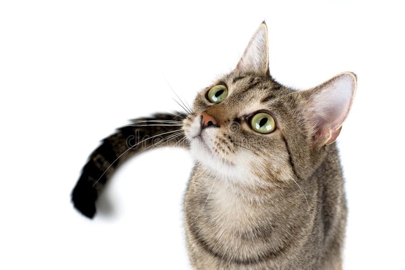 Tabby attentif photo stock Tabby attentif photo stock