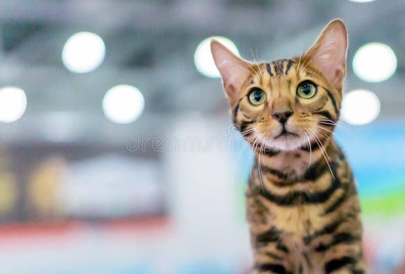 Tabby bengalski kotek z zielonymi oczami Portret kota bengalskiego fotografia royalty free Tabby bengalski kotek z zielonymi oczami Portret kota bengalskiego fotografia royalty free