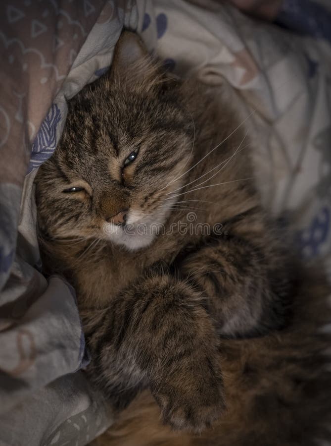 Tabby Brown Cat in White Color Covers in Bed Stock Photo Image of