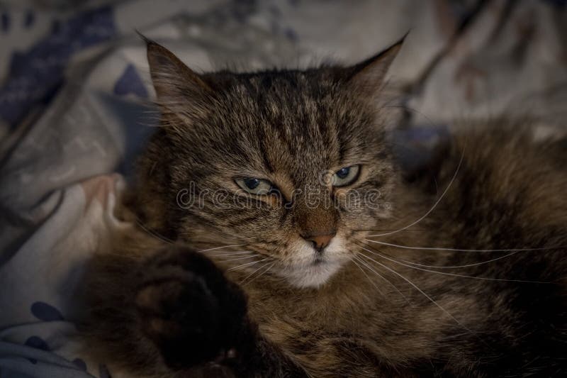Tabby Brown Cat in White Color Covers in Bed Stock Photo Image of