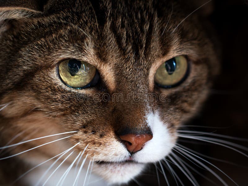 Tabby cat aux yeux jaunes a l'air effrayant Problèmes mentaux et émotionnels des chats photos libres de droits Tabby cat aux yeux jaunes a l'air effrayant Problèmes mentaux et émotionnels des chats photos libres de droits
