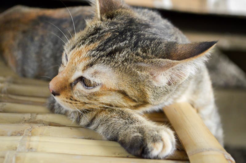 Tabby cat on bamboo floor stock image. Image of close 118670995