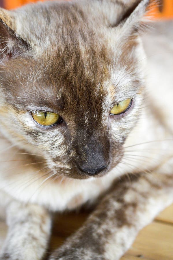 Tabby cat on bamboo floor stock image. Image of close 118670995