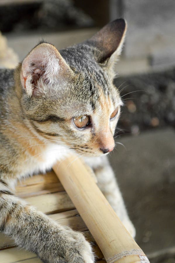 Tabby cat on bamboo floor stock image. Image of close 118670995