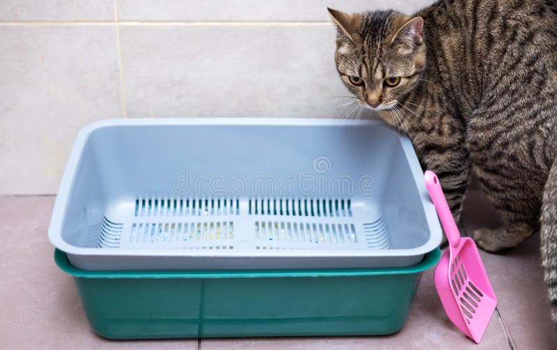 Tabby Cat in Bathroom Next To Litter with Silica Gel Crystals Stock