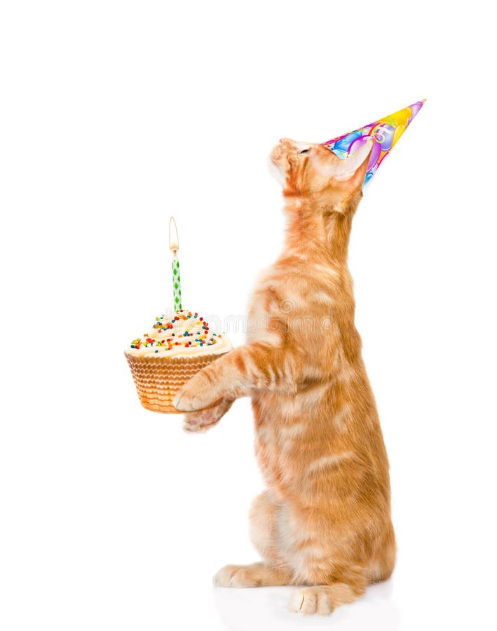 Tabby Cat In Birthday Hat Holding Cake With Candles. Isolated Stock