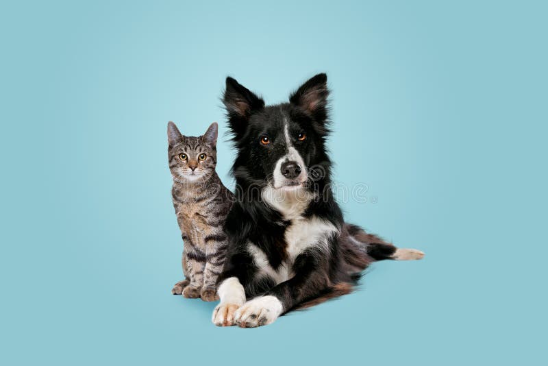 Tabby cat and border collie dog stock photos