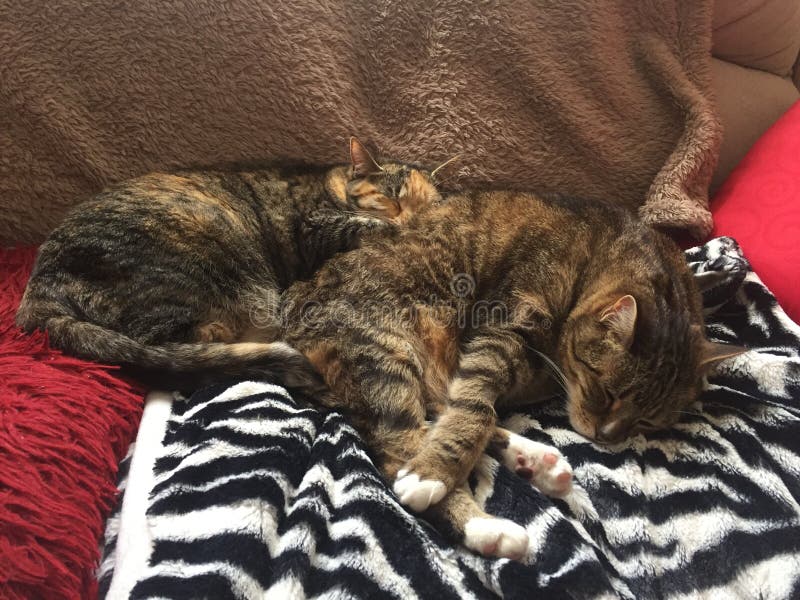 Tabby Cat Brother and Sister royalty free stock images Tabby Cat Brother and Sister royalty free stock images