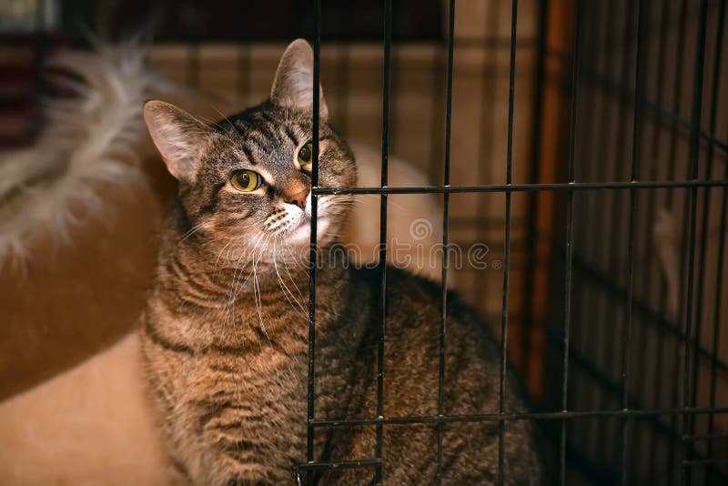 Tabby Cat in a Cage in a Shelter Stock Image Image of lonely, mammal