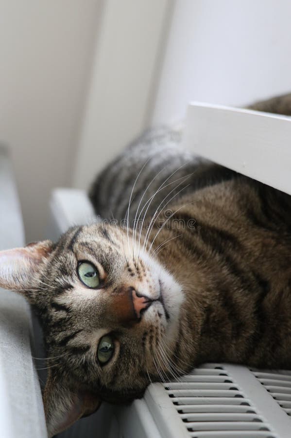 266 Cat Central Heating Stock Photos Free & RoyaltyFree Stock Photos