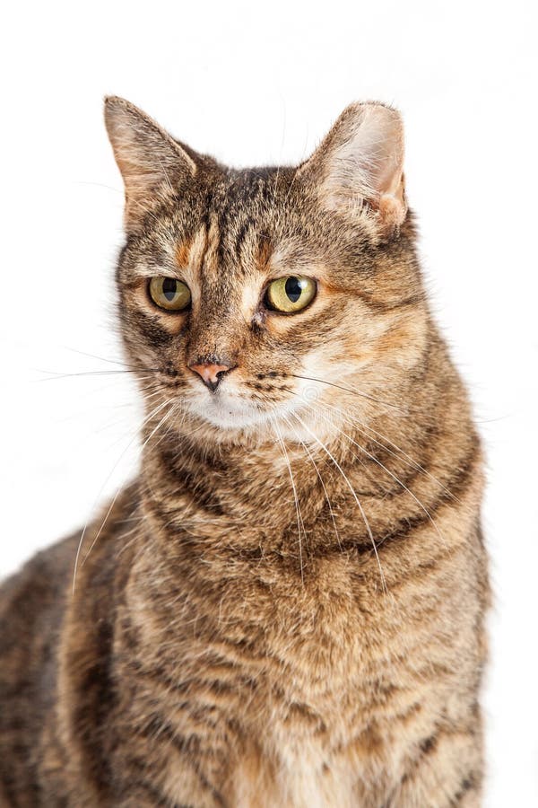 Tabby Cat Closeup Ear Tipped Stock Photo Image of domestic, cutout