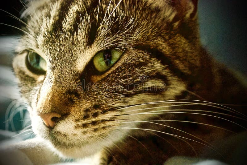 Muted Tabby Stock Photos Free & RoyaltyFree Stock Photos from Dreamstime